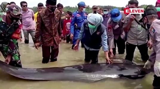 Embedded thumbnail for အင်ဒိုနီးရှားနိုင်ငံရှိ ကမ်းခြေတစ်ခုတွင် ဝေလငါးအကောင်ရေ အများအပြားသောင်တင်သေဆုံးမှု ဖြစ်ပွား