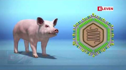 Embedded thumbnail for ဖိလစ်ပိုင်တွင် အာဖရိက ဝက်တုပ်ကွေး စတင်ဖြစ်ပွားနေပြီဟု စိုက်ပျိုးရေးဌာန အတည်ပြု 