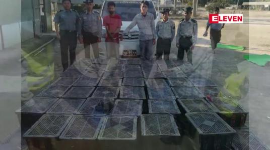 Embedded thumbnail for တရုတ်သို့တင်ပို့မည့် မြွေပွေးနှင့်မြွေဟောက် အပါအဝင် မြွေကောင်ရေ တစ်ထောင်ကျော်တင်ဆောင်လာသည့် ယာဉ်တစ်စီးအား သိန္နီ ရေပူစစ်ဆေးရေးစခန်းတွင် ဖမ်းမိ 