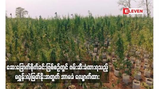 Embedded thumbnail for ဆေးခြောက်စိုက်ခင်းဖြစ်စဉ်တွင် ဖမ်းဆီးခံထားရသည့် ဓာတ်ခွဲခန်းလက်ထောက်အကူဖြစ်သူ မရွှန်းလဲ့မြတ်နိုးအတွက် အာမခံ လျှောက်ထား 