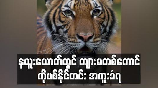 Embedded thumbnail for နယူးယောက်တွင် ကျားမတစ်ကောင် ကိုဗစ်နိုင်တင်းကူးခံရ