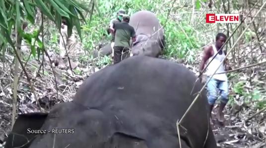 Embedded thumbnail for အိန္ဒိယနိုင်ငံ၊ အာသံပြည်နယ်တွင် မိုးကြိုးထိမှန်သဖြင့် အနည်းဆုံး ဆင် ၁၈ ကောင် သေဆုံး