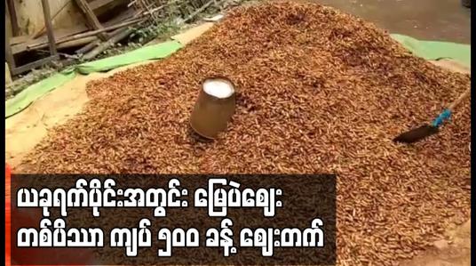 Embedded thumbnail for ယခုရက်ပိုင်းအတွင်း မြေပဲဈေး တစ်ပိဿာ ကျပ် ၅၀၀ ခန့် ဈေးတက်