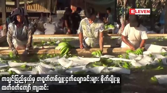 Embedded thumbnail for ဓာတ်မြေသြဇာသယ်ယူခွင့်နှင့် နယ်စပ်ဂိတ်တွင် ကပ်ရောဂါစိစစ်မှုတို့ကြောင့် ကချင်ပြည်နယ်မှ တရုတ်တစ်ရှူးငှက်ပျောခင်းများ စိုက်ပျိုးမှုထက်ဝက်ကျော် ကျဆင်း