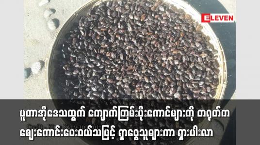 Embedded thumbnail for ပူတာအိုဒေသထွက် ကျောက်ကြမ်းပိုးကောင်များကိုရှာဖွေသူများပြားကာ ရှားပါးမှု ကြုံတွေ့နေရ