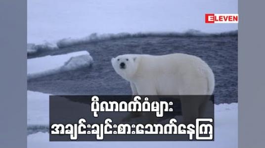 Embedded thumbnail for အာတိတ်ဒေသရေခဲအရည်ပျော်မှုနှင့် စားကျက်မြေဆုံးရှုံးလာမှုကြောင့် ပိုလာဝက်ဝံများ အချင်းချင်းစားသောက်လာကြဟုရုရှားသိပ္ပံပညာရှင်ဆို (ရုပ်သံ) 