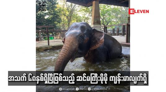 Embedded thumbnail for အသက် ၆၈ နှစ်ရှိပြီဖြစ်သည့် ဆင်မကြီးမိုမို ကျန်းမာလျက်ရှိ