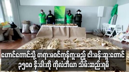 Embedded thumbnail for တရားမဝင် ကုန်ကူးမည့် ငါးမန်းဆူးတောင် ၃၅၀၀ နီးပါးကို ကိုလံဘီယာ အာဏာပိုင်များ သိမ်းဆည်းရမိ