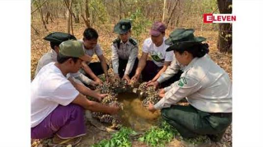 Embedded thumbnail for မျိုးသုဉ်းလုနီးရှားပါးကြယ်လိပ် ၆၅၀ ကောင်ကို စ၊ ဓ၊ ဗ၊ ဝ စမကြီးလေးလုံး ရေးထိုးပြီးရွှေစက်တော် သဘာဝ ဘေးမဲ့တောအတွင်းသို့ လွှတ်ပေး 