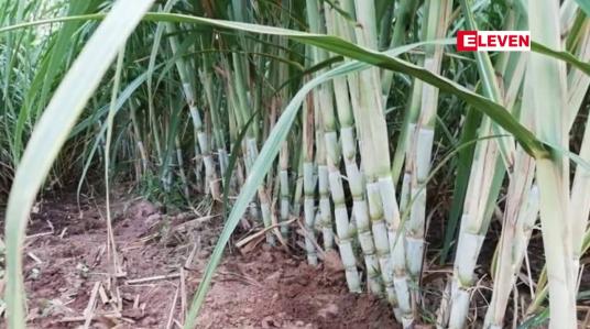 Embedded thumbnail for ပြည်ပသကြားဈေးနှုန်းမြင့်တက်လာပြီး အဝင်နည်းခြင်းကြောင့် ပြည်တွင်းသကြားဈေး မြင့်တက်လာ 