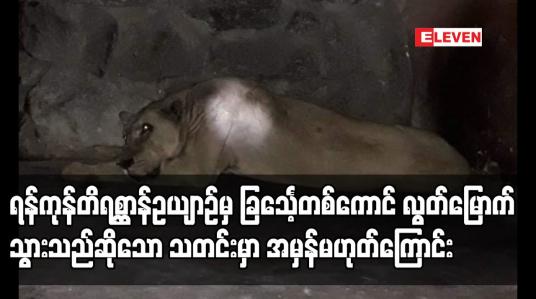 Embedded thumbnail for ရန်ကုန်တိရစ္ဆာန်ဥယျာဉ်မှ ခြင်္သေ့တစ်ကောင် လွတ်မြောက်သွားသည်ဟု Facebook လူမှုကွန်ရက်တွင် ပျံ့နှံ့နေသည့် သတင်းမှာ အမှန်မဟုတ်ကြောင်း Yangon Zoo Facebook လူမှုကွန်ရက် Page မှတဆင့်ဇူလိုင် ၂၂ ရက် တွင် ပြန်လည် ရှင်းလင်းဖော်ပြထားပါတယ်၊