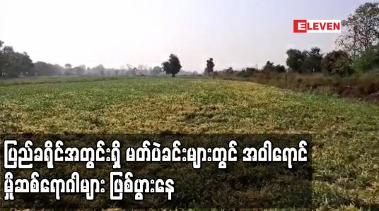 Embedded thumbnail for ပြည်ခရိုင်အတွင်းရှိ မတ်ပဲခင်းများတွင် အဝါရောင်မှိုဆစ်ရောဂါများဖြစ်ပွားနေ