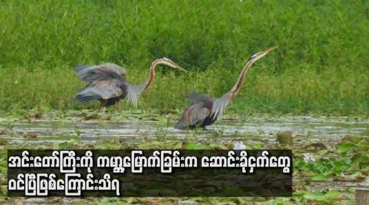 Embedded thumbnail for အင်းတော်ကြီးကို ကမ္ဘာ့မြောက်ခြမ်းက ဆောင်းခိုငှက်တွေ ဝင်ပြီဖြစ်ကြောင်းသိရ