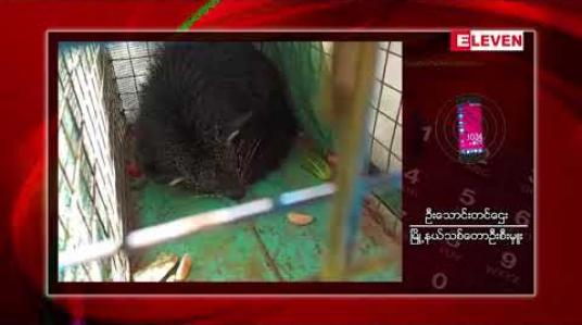 Embedded thumbnail for လွိုင်ကော်မြို့ရှိမန်ကျည်းပင်တစ်ပင်ပေါ်တွင် ရှားပါးတောရိုင်းတိရိစ္ဆာန်ဖြစ်သည့် ဝံကြောင်တစ်ကောင် တွေ့ရှိ