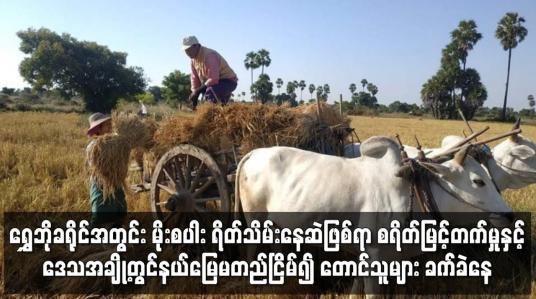Embedded thumbnail for ရွှေဘိုခရိုင်အတွင်း မိုးစပါး ရိတ်သိမ်းနေဆဲဖြစ်ရာ စရိတ်မြင့်တက်မှုကြောင့် တောင်သူများခက်ခဲနေ