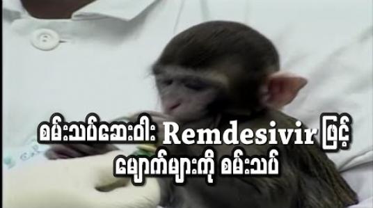 Embedded thumbnail for စမ်းသပ်ဆေးဝါး Remdesivir ဖြင့် မျောက်များကို စမ်းသပ်ရာတွင် ကိုရိုနာဗိုင်းရပ်စ်ကို ထိထိရောက်ရောက် တားဆီးနိုင်ခဲ့ကြောင်း တွေ့ရှိရ 