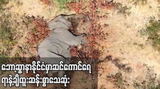 Embedded thumbnail for အကြောင်းရင်းထူးဆန်းစွာဖြင့် ဆင်ကောင်ရေရာနှင့်ချီသေဆုံးခဲ့မှုကို ဘော့ဆွာနာအစိုးရ စုံစမ်း 