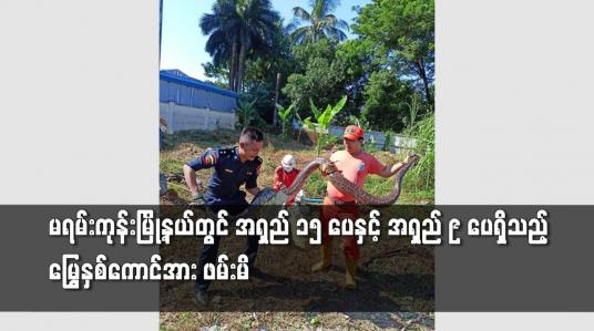 Embedded thumbnail for မရမ်းကုန်းမြို့နယ်တွင် လုံးပတ်တစ်ပေခွဲ၊ အရှည် ၁၅ ပေရှိသည့် မြွေတစ်ကောင်အား ဖမ်းဆီးရမိ