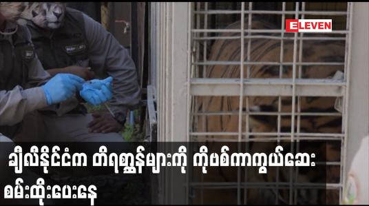 Embedded thumbnail for ချီလီနိုင်ငံက တိရစ္ဆာန်များကို ကိုဗစ်ကာကွယ်ဆေး စမ်းထိုးပေးနေ