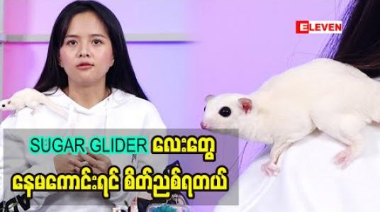 Embedded thumbnail for Sugar Gliderလေးတွေ နေမကောင်းရင်စိတ်ညစ်ရတယ် ဒုက္ခအရမ်းရောက်တယ် တိရိစ္ဆာန်လေးတွေမွေးဖြစ်တဲ့အကြောင်း 