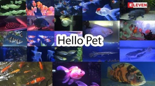 Embedded thumbnail for Hello Pets (ရုပ်သံအစီအစဉ်)