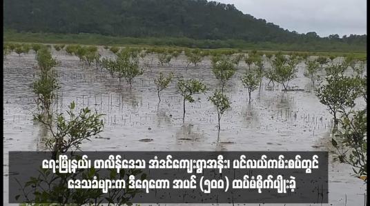 Embedded thumbnail for ရေးမြို့နယ်၊ဖာလိန်ဒေသ အံဒင်ကျေးရွာအနီး၊ပင်လယ်ကမ်းစပ်တွင် ဒေသခံများကဒီရေတော အပင် (၅၀၀)ထပ်မံစိုက်ပျိုး
